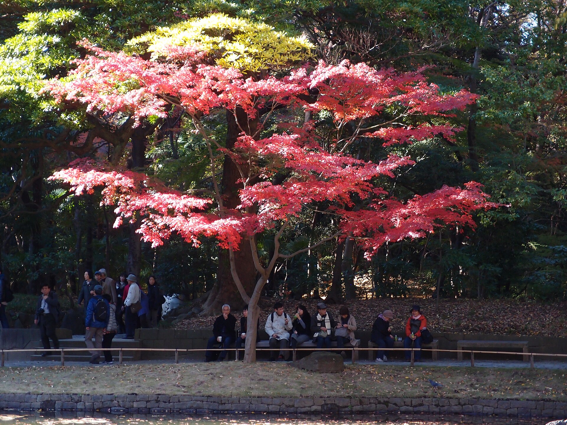 池のほとりに立つ、鮮やかに赤く色づいたカエデの木