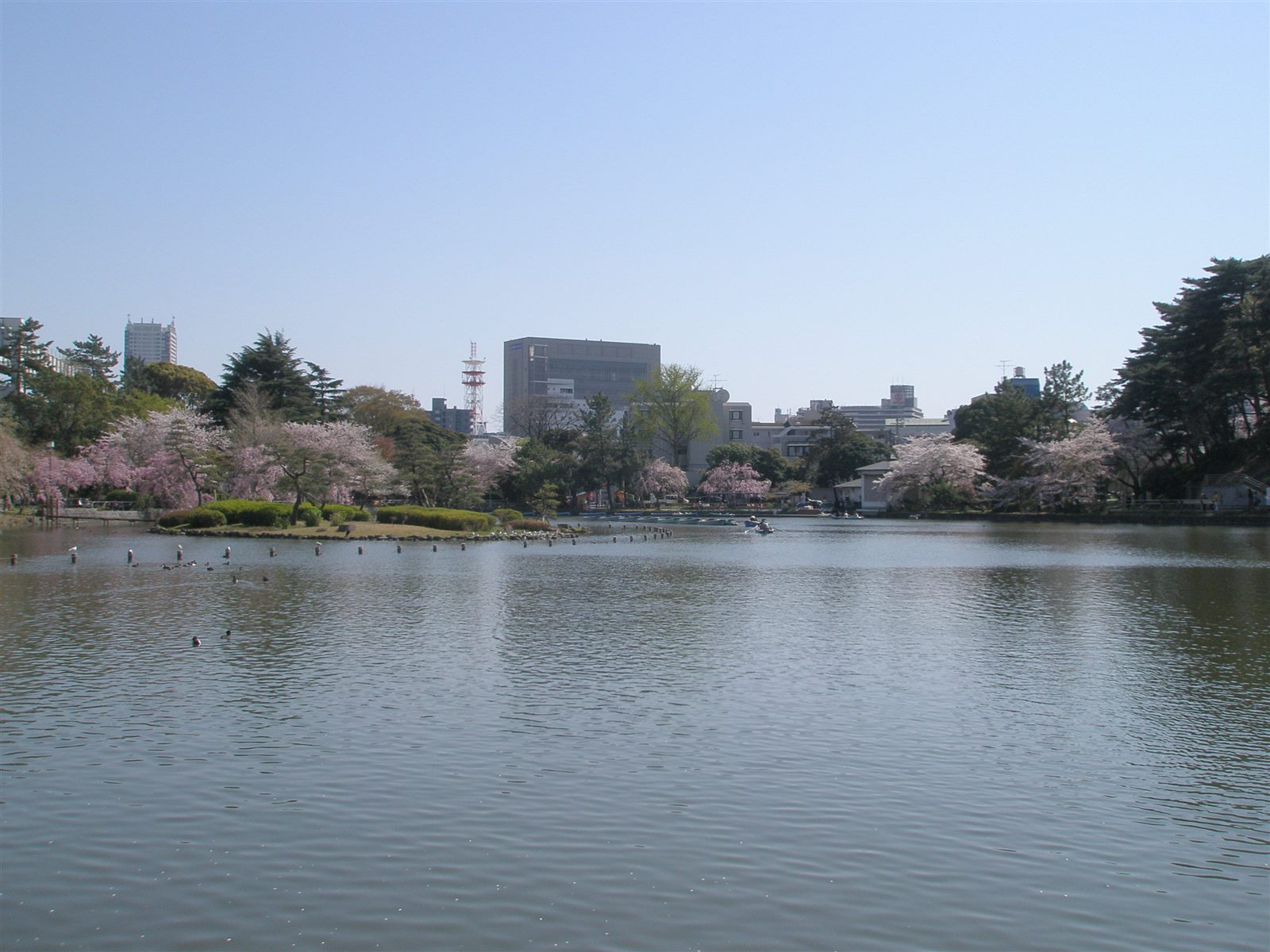 桜の咲く岸に囲まれた綿打池の水面と、杭の並ぶ池の向こうの木々