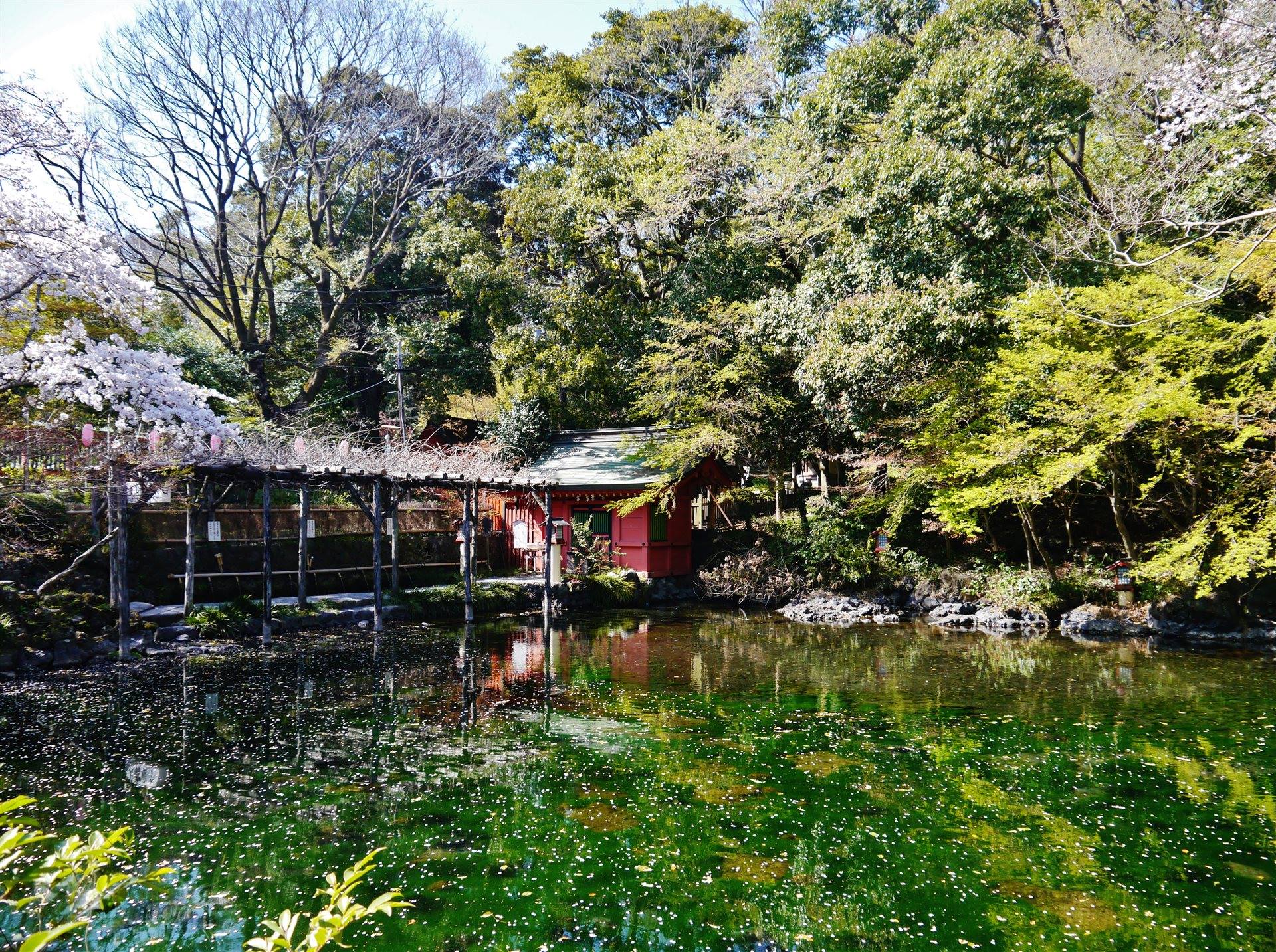 緑色に澄んだ水面と、朱塗りの水屋神社が見える湧玉池