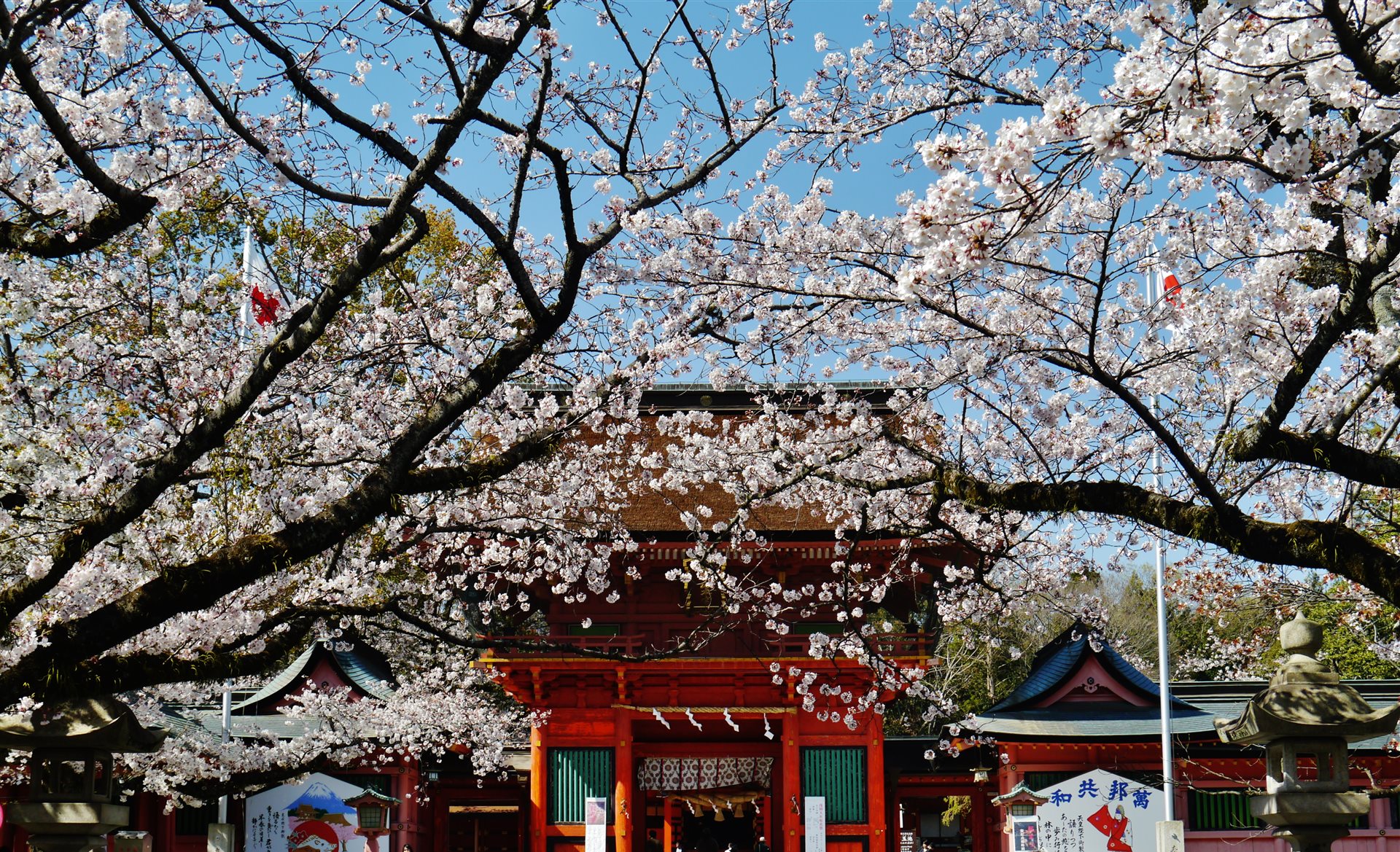 桜の枝ごしに見える、浅間大社の朱塗りの楼門