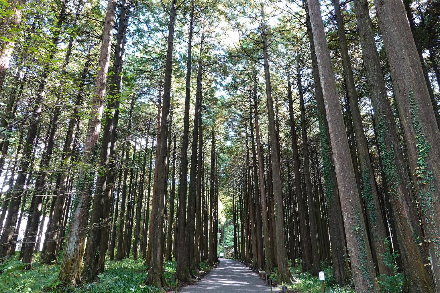 高いヒノキが両側に並ぶ、秩父宮記念公園の参道