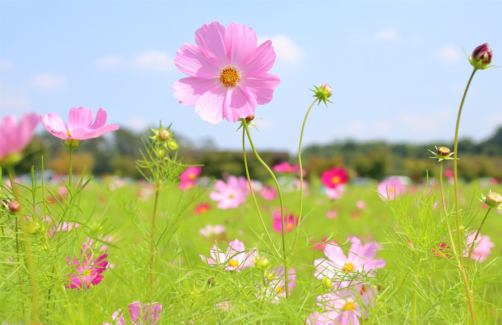 青空の下、ピンクや濃いピンクのコスモスが一面に咲く花畑