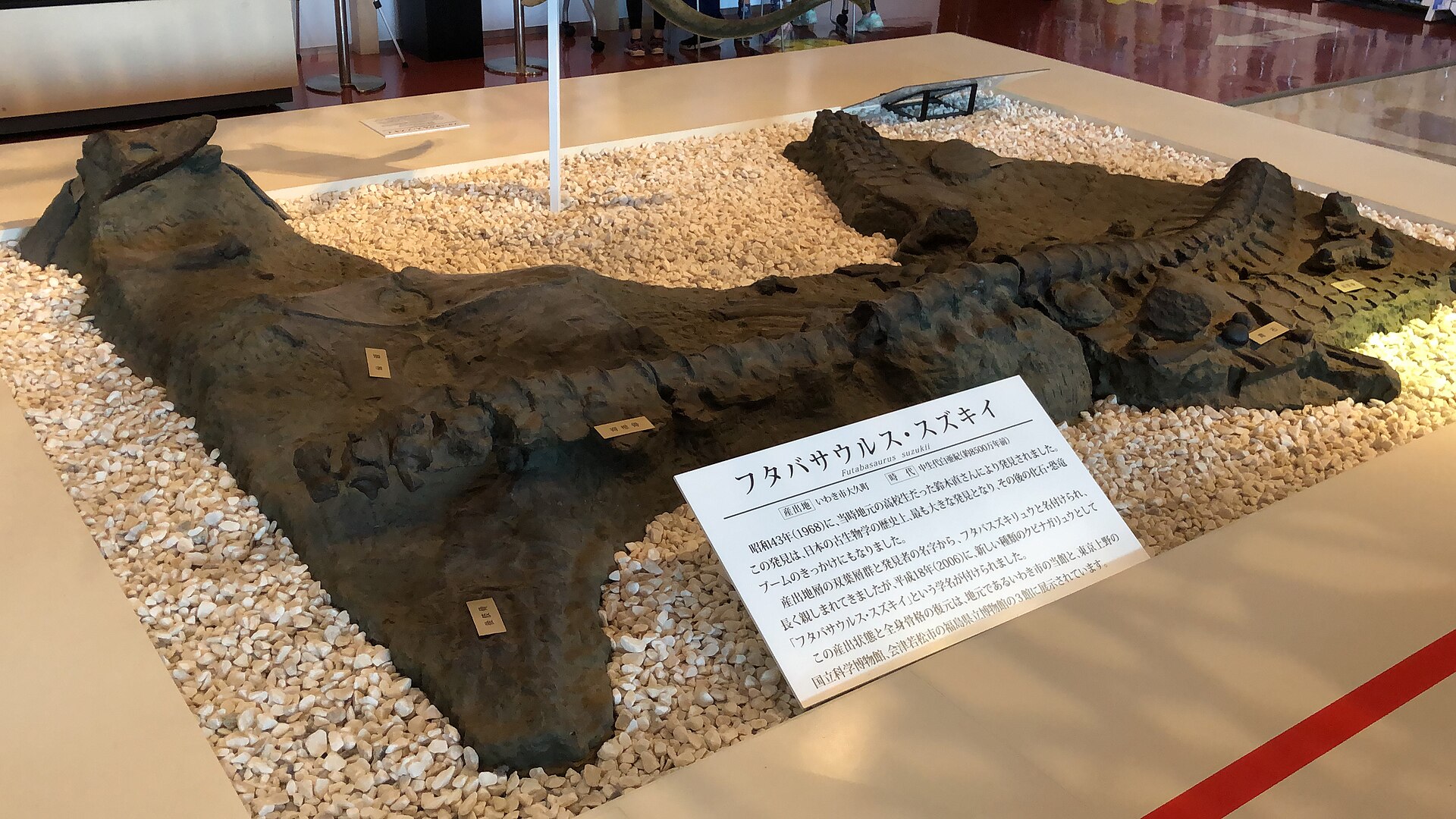 白い砂利を敷いた展示台の上に、フタバサウルス・スズキイの化石が見つかった状態を再現した、黒っぽい骨格の模型が置かれている