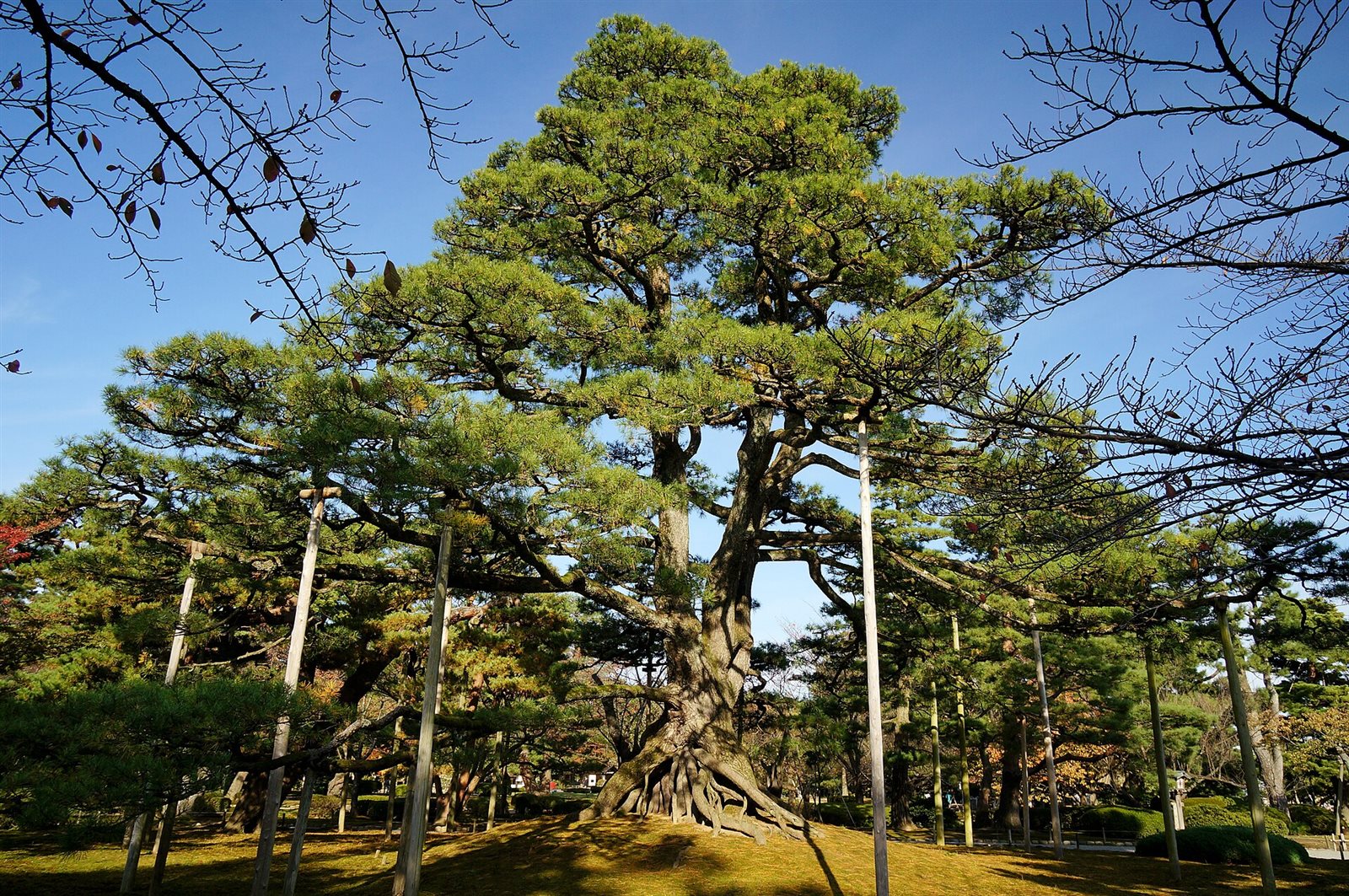 青空の下、支柱に支えられた枝を広げる兼六園の大きな松