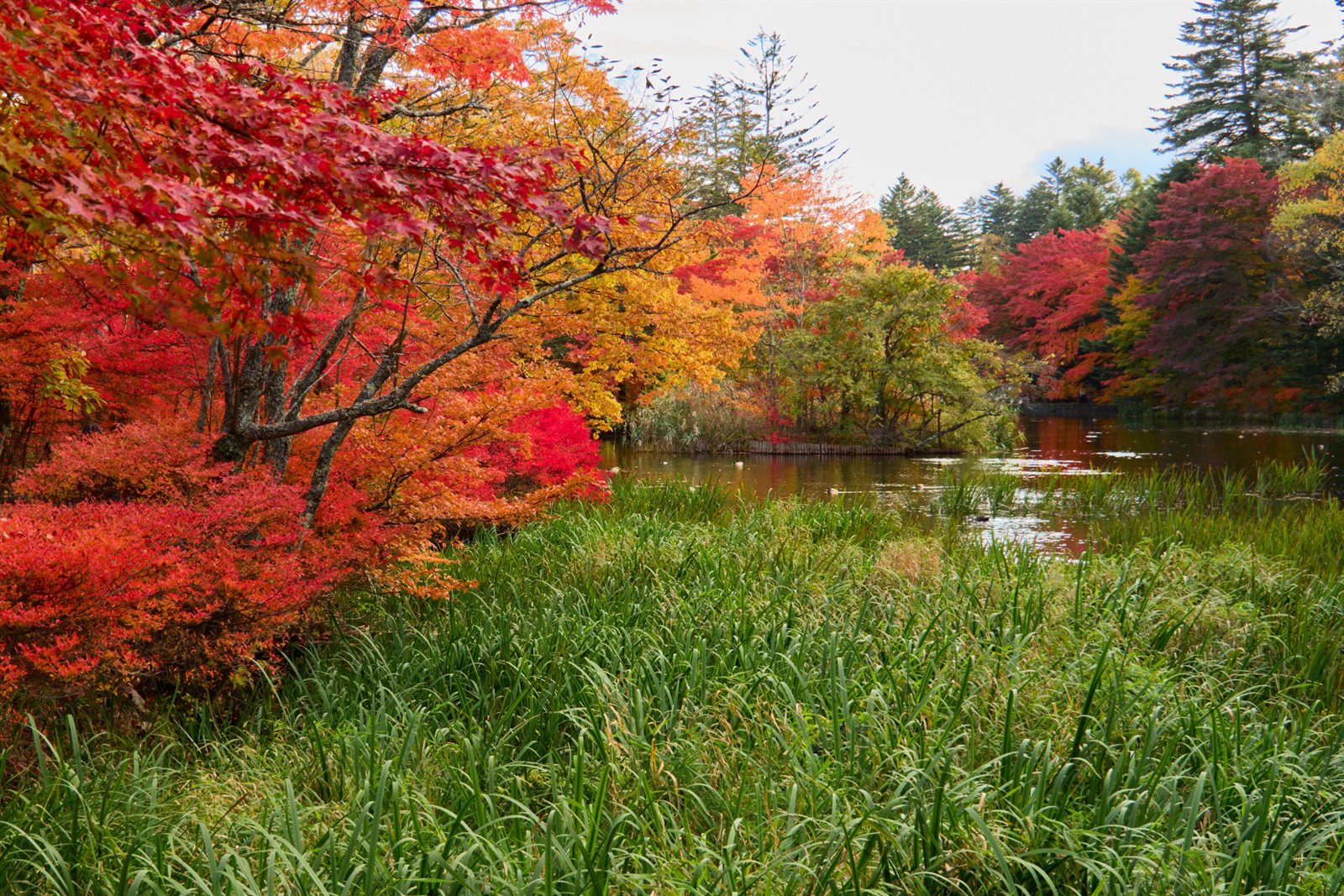 雲場池のほとり。手前に草地、左に赤く色づいたカエデ、奥に池と紅葉の木立が見える