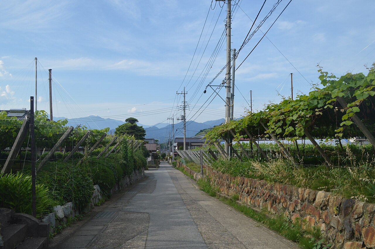 勝沼のぶどう畑の実写写真