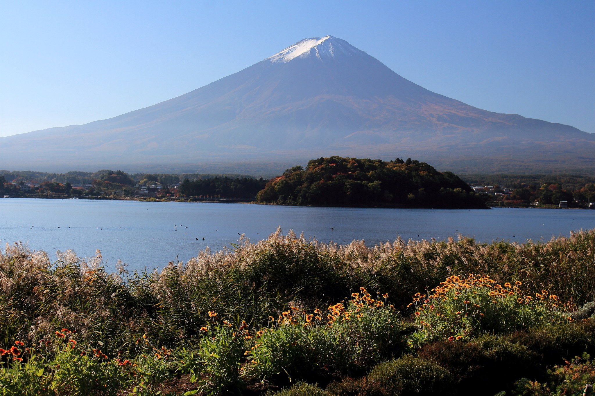 大石公園から河口湖ごしに望む富士山と、手前に咲く秋の草花