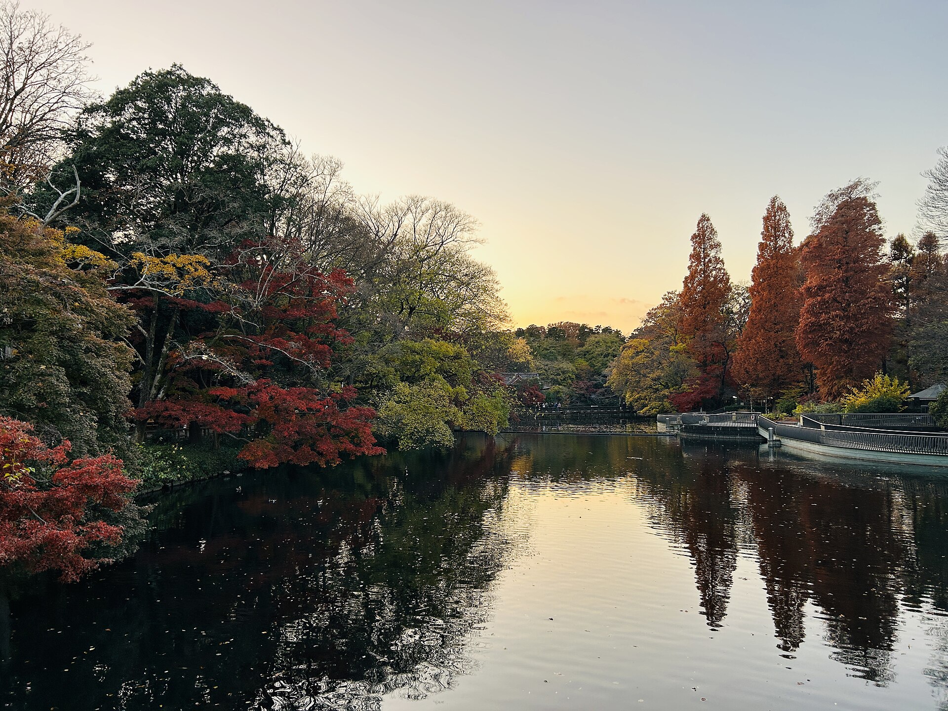 紅葉した木々と、夕焼けの空を映す井の頭池の水面