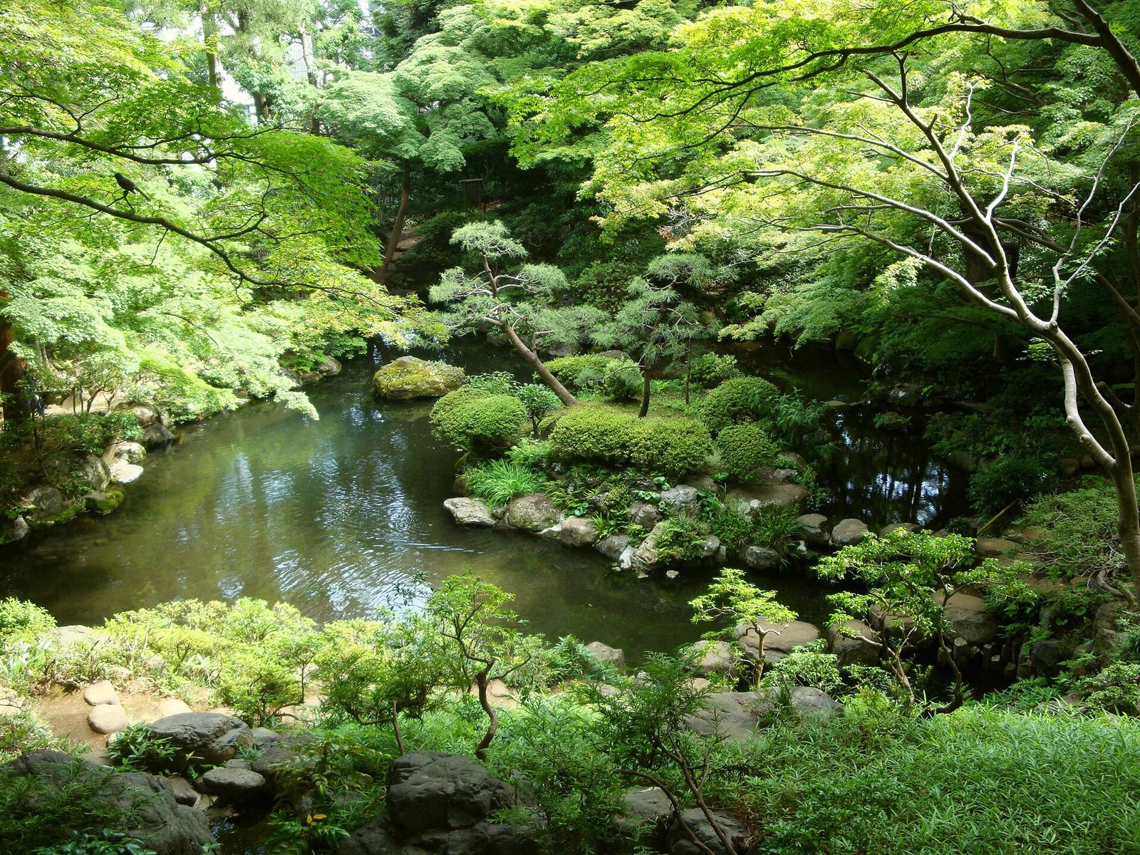 緑の木々に囲まれた、島のある殿ヶ谷戸庭園の池