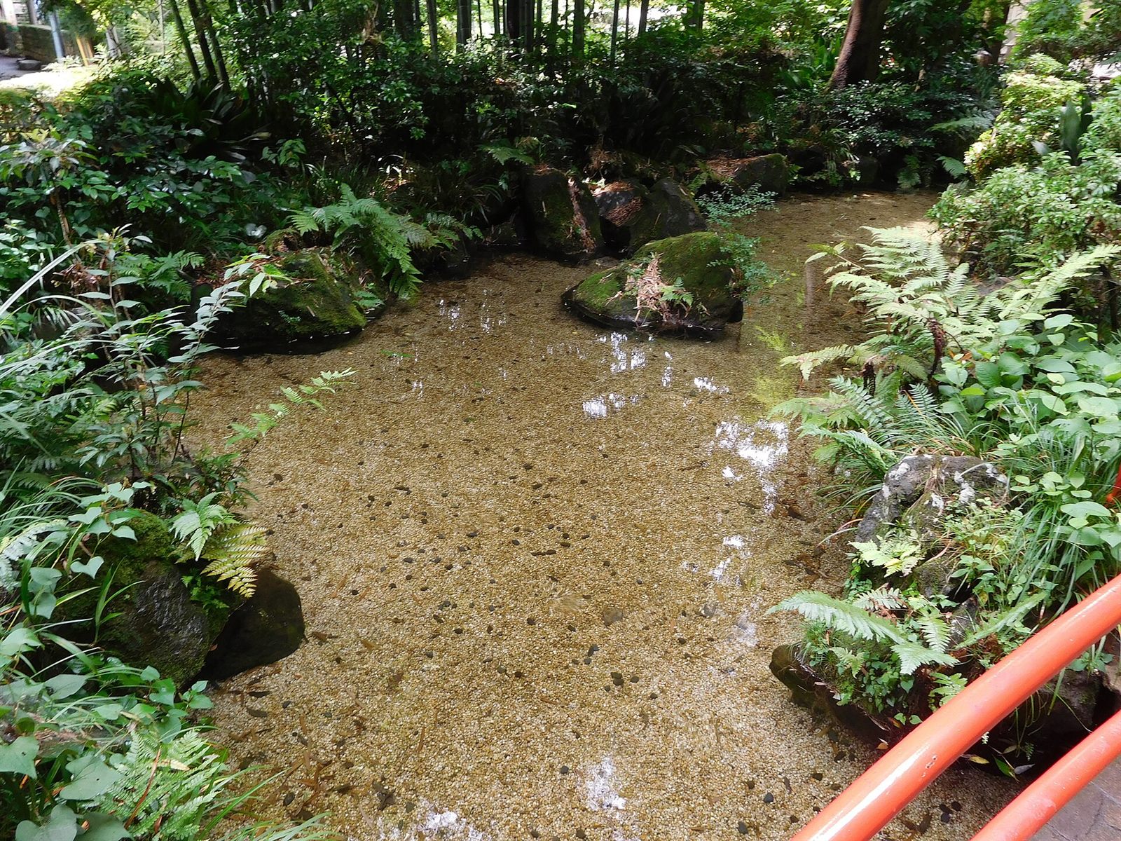 底の砂利が見える、澄んだ真姿の池の水面