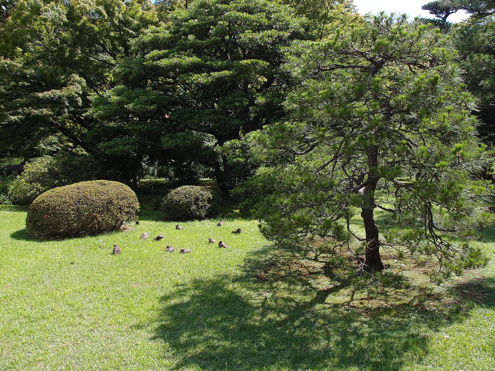 手入れされた芝生の上に、丸く刈り込まれた植え込みと、枝を広げたマツの木が立つ六義園の一角
