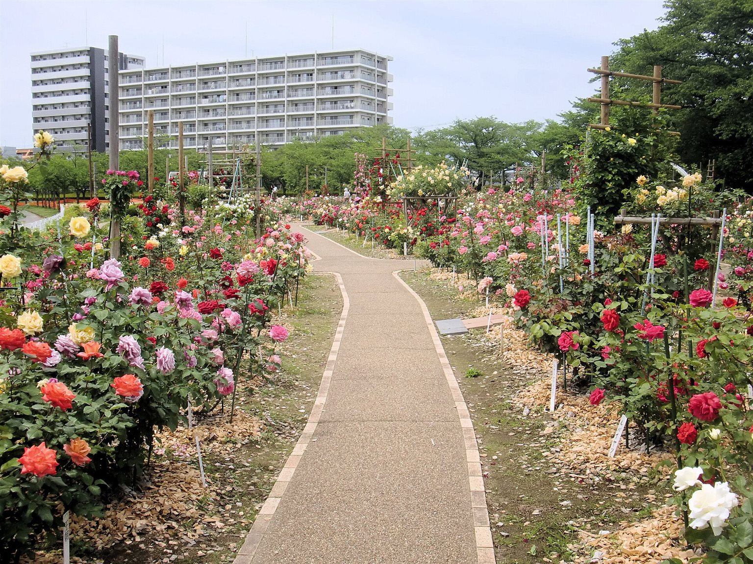 園路の両側に、赤・ピンク・黄色のバラが咲き並ぶ開成山公園のバラ園