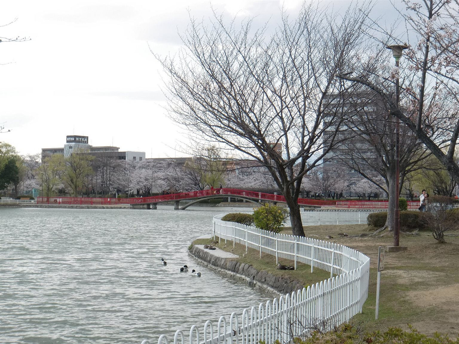 赤い欄干の橋が架かる五十鈴湖の岸辺と、桜の並木の遠景