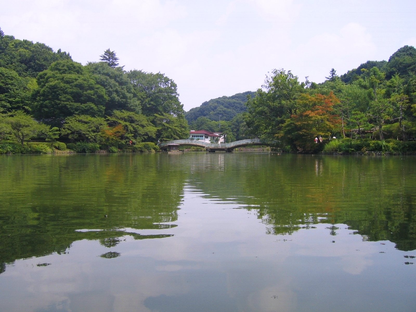 木々に囲まれた薬師池の水面と、池に架かる橋