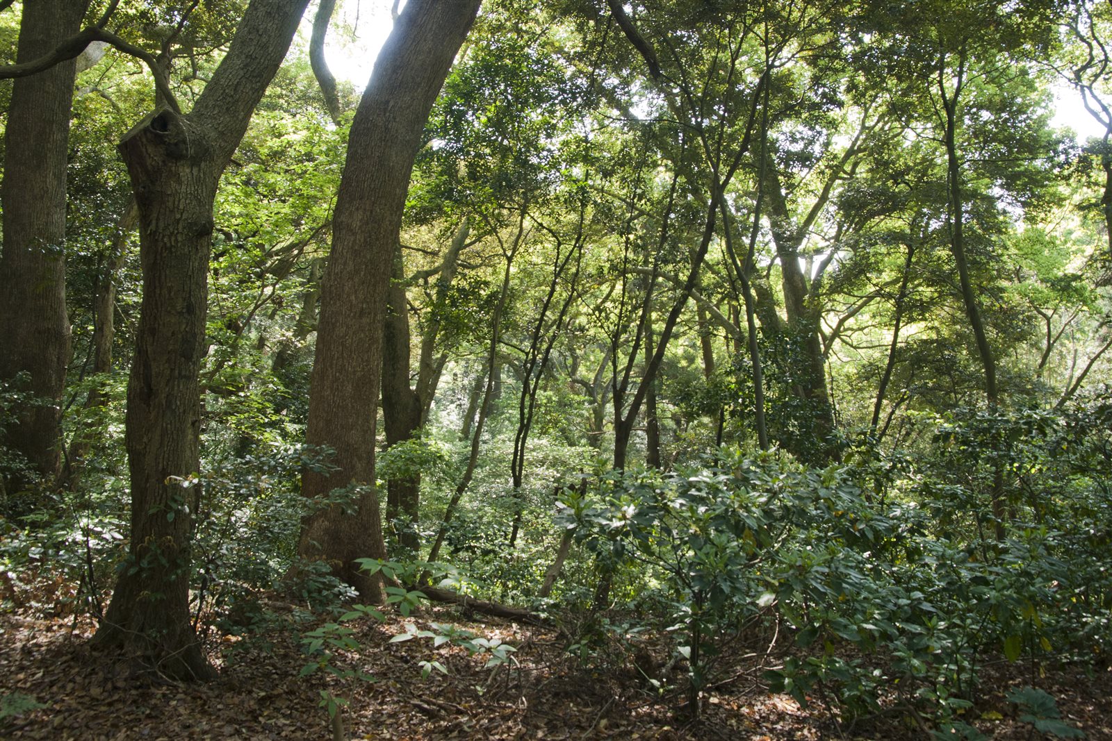 高い木々の枝葉が重なり合い、木漏れ日が差し込む真鶴半島の森