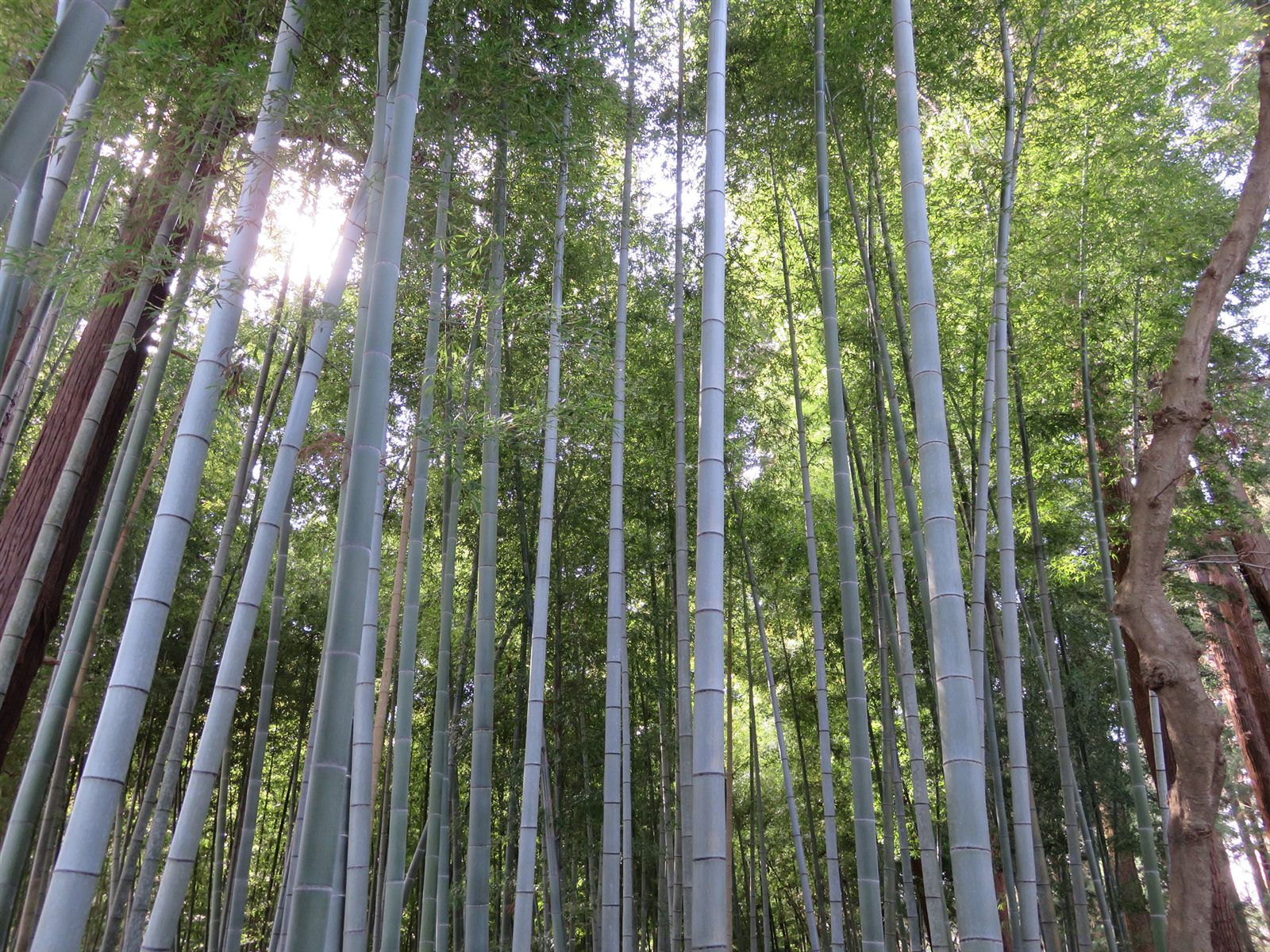 高く伸びた竹の間から、日が差し込む竹林