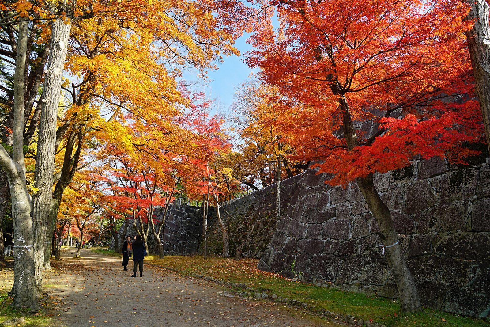 赤や黄に色づいたもみじの下に、苔むした石垣が続く、盛岡城跡公園の園路