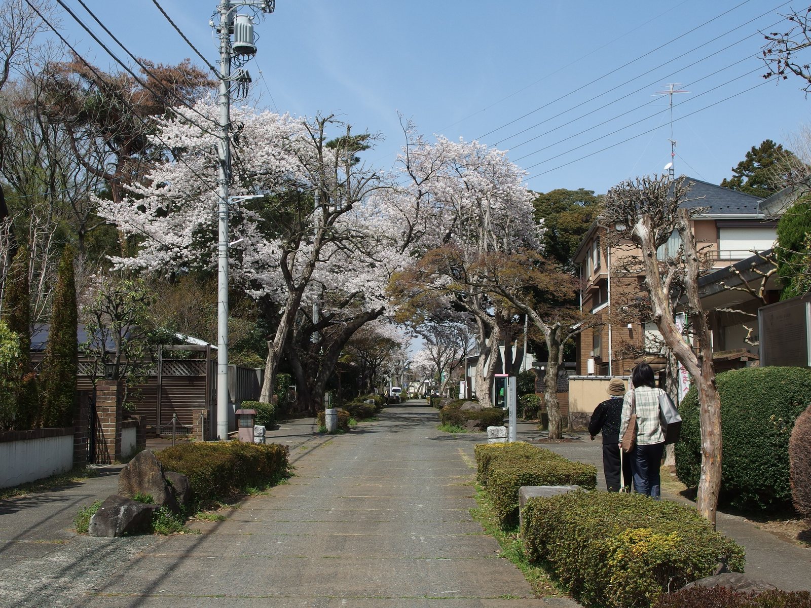 桜と松が両側に並ぶ、大宮盆栽村の舗装されていない道