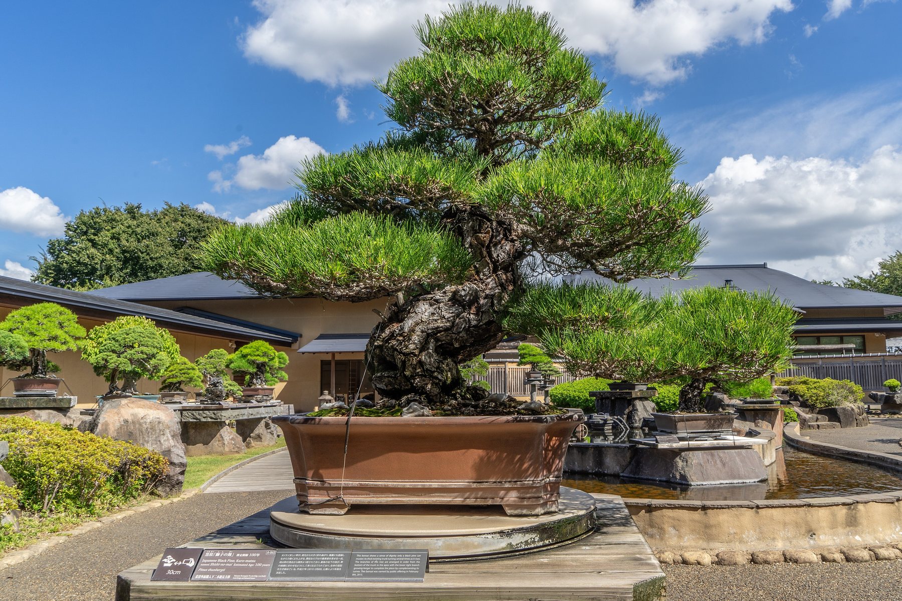大宮盆栽美術館の黒松の盆栽