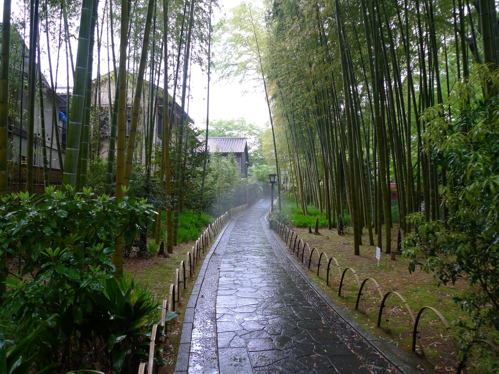 雨にぬれた石畳の小径の両側に、背の高い竹林が続く
