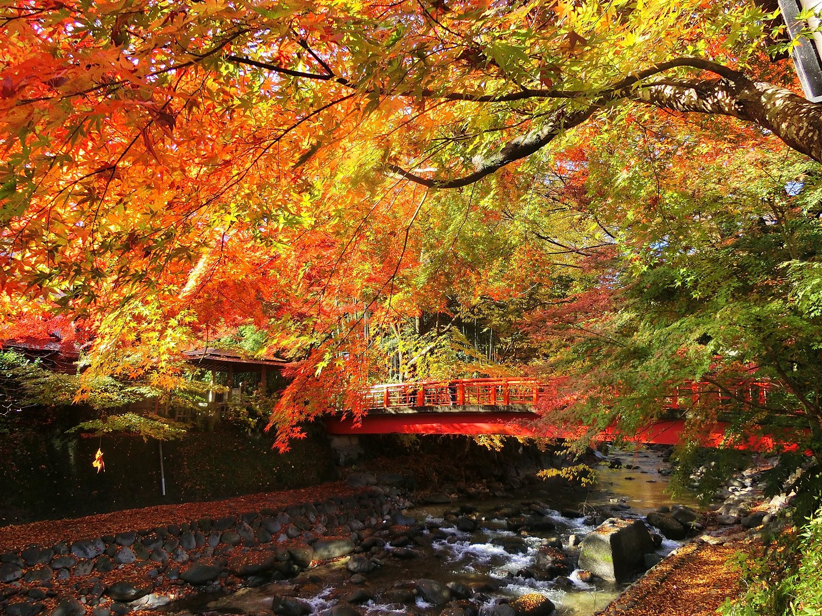紅葉した木々の向こうに、修善寺川に架かる赤い桂橋が見える