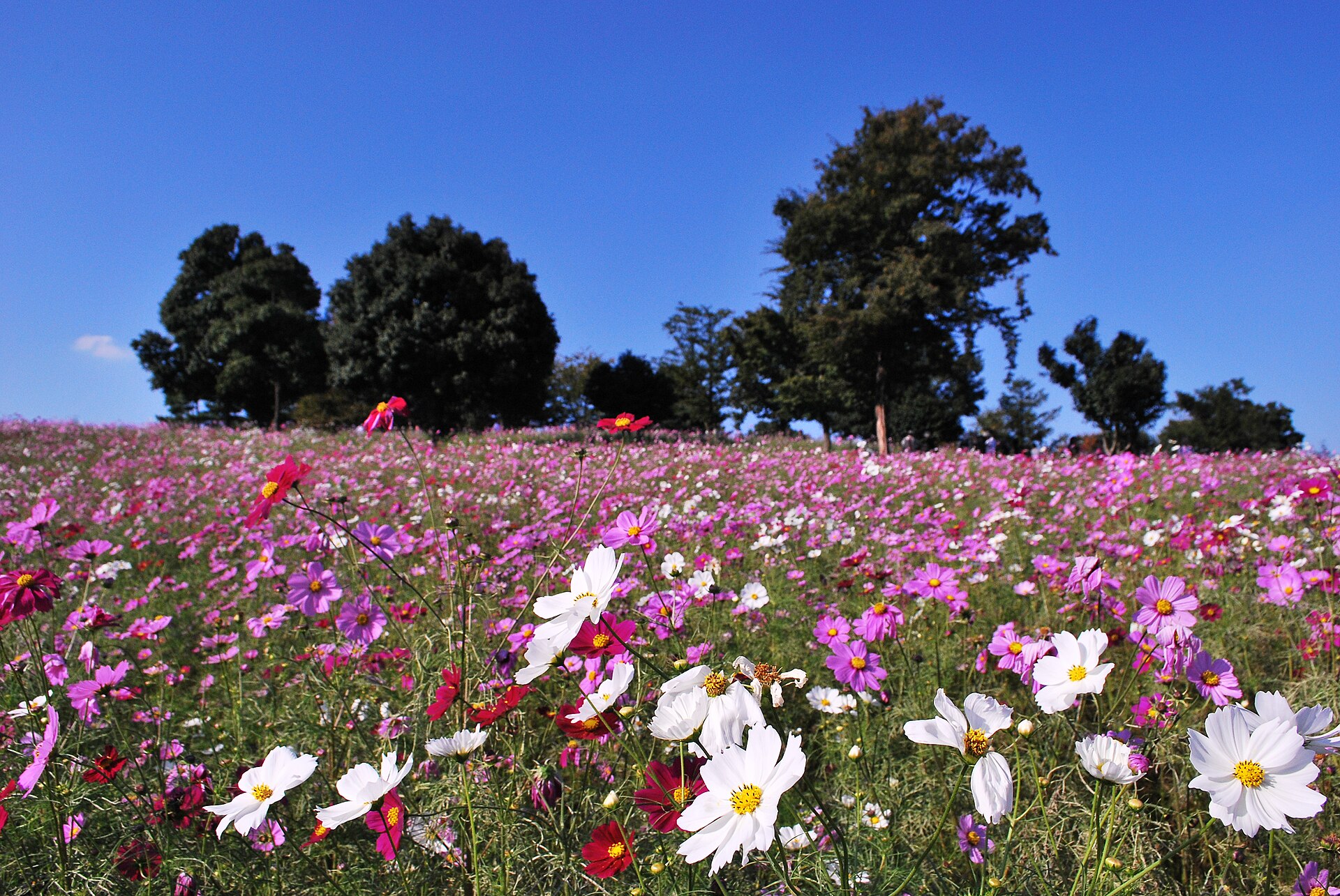 青空の下、丘一面にピンクや白のコスモスが咲く花畑