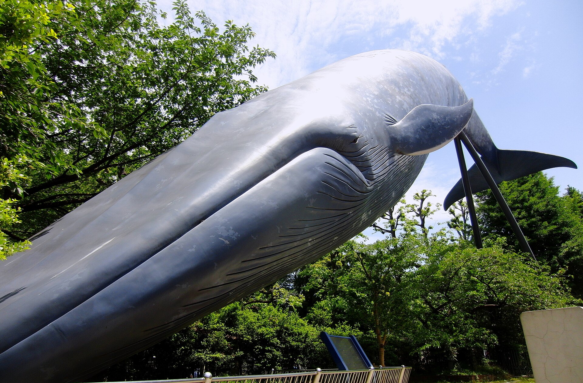 木々の間に、頭を下にして置かれた、巨大なシロナガスクジラの実物大模型