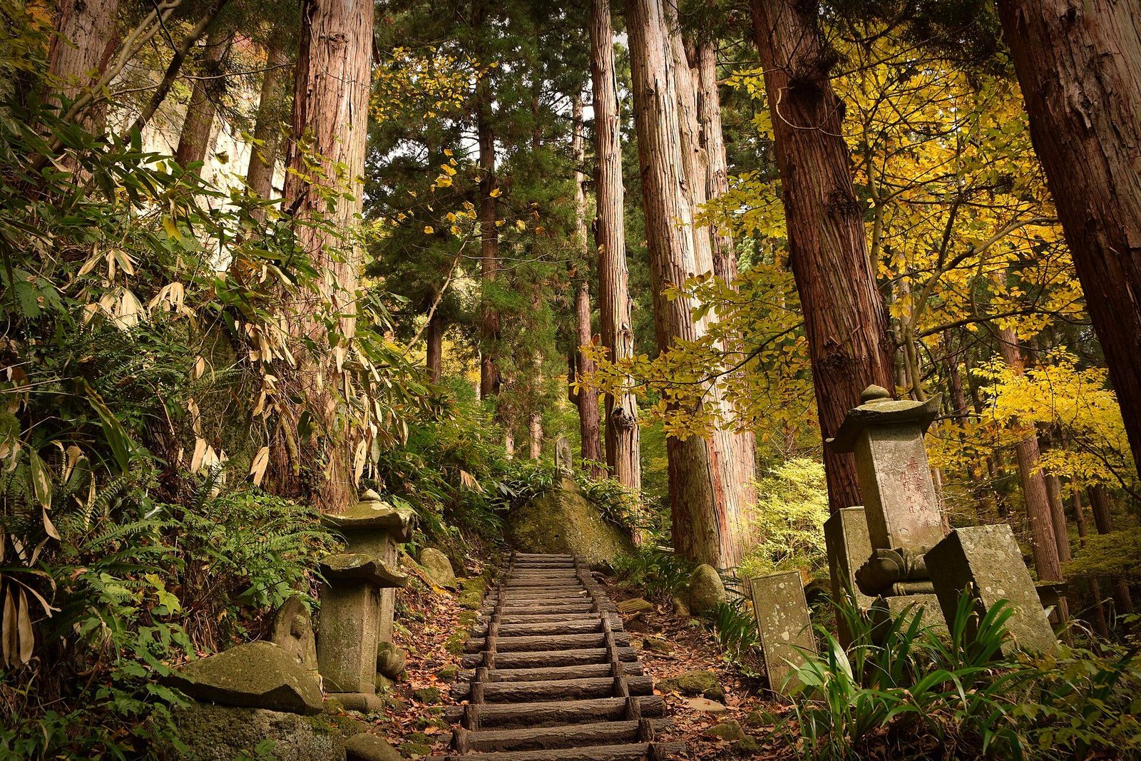 杉の巨木の間を、石灯籠に沿って石段が続く山寺の参道