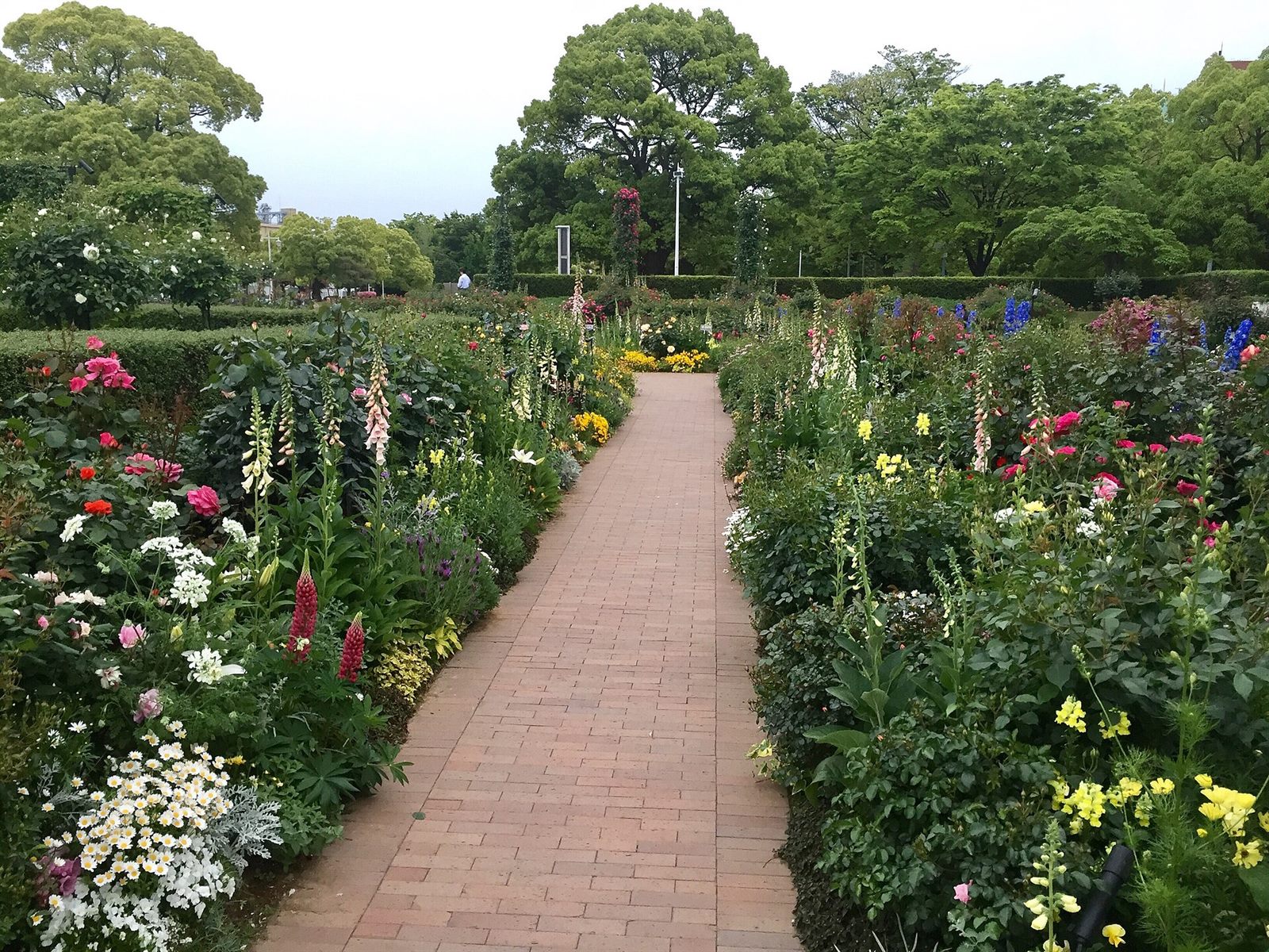 山下公園の未来のバラ園。レンガ敷きの小道の両側にバラと草花が咲いている