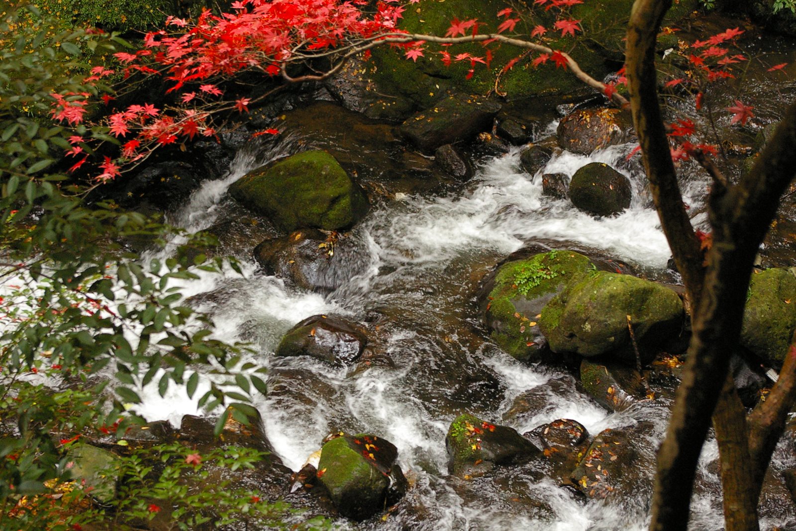 万葉公園の渓流。苔むした岩のあいだを水が白く流れ、左上から赤いもみじの枝が差しかかっている
